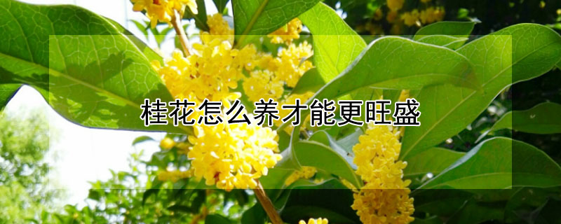 桂花怎么养才能更旺盛