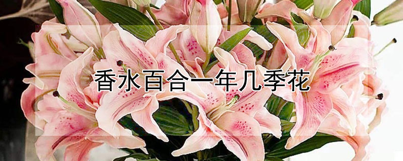 香水百合一年几季花（香水百合花几月种）