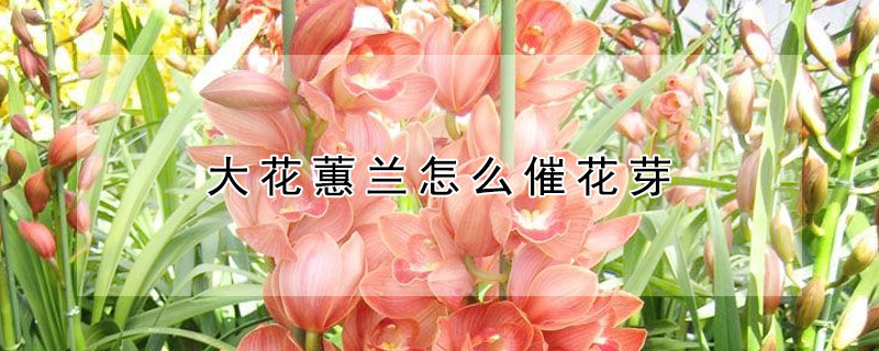 大花蕙兰怎么催花芽