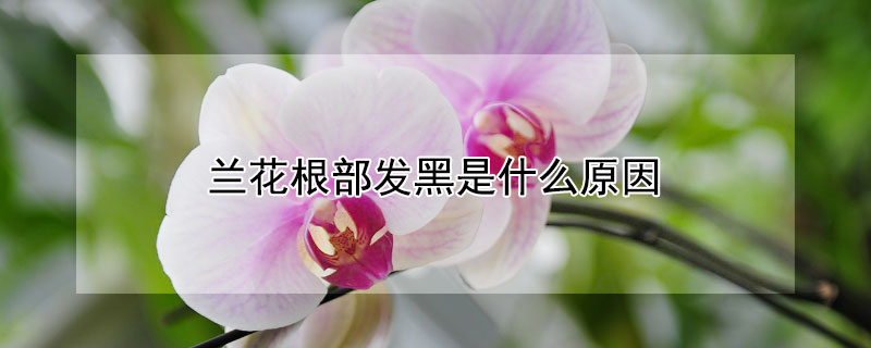 兰花根部发黑是什么原因（兰花的根发黑）