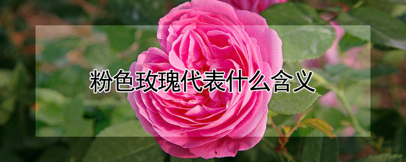 粉色玫瑰代表什么含义 粉色玫瑰的含义和意思?