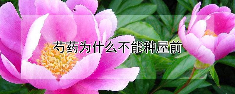 芍药为什么不能种屋前