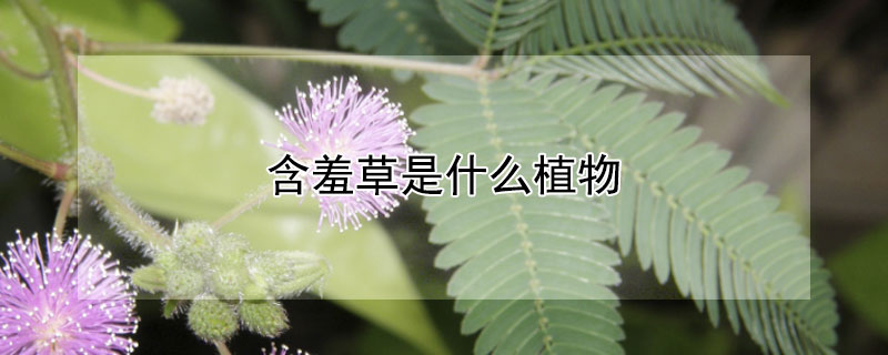 含羞草是什么植物