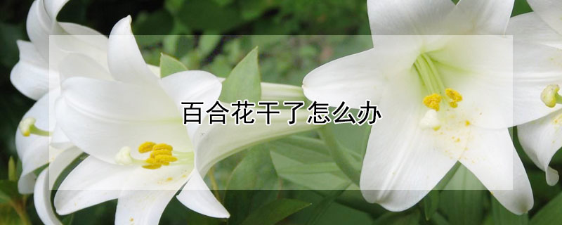 百合花干了怎么办