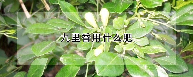 九里香用什么肥 九里香用什么肥料