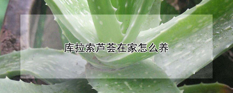 库拉索芦荟在家怎么养