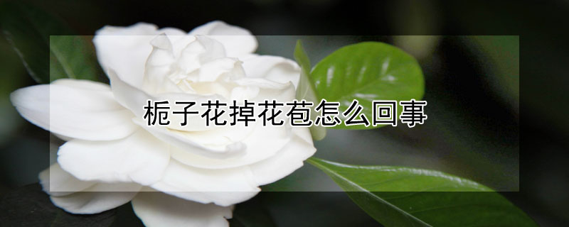 栀子花掉花苞怎么回事 栀子花掉花苞怎么回事没浇水掉花苞怎么办