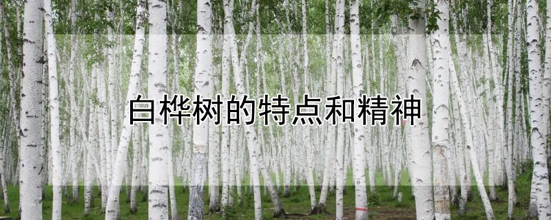 白桦树的特点和精神（白桦树具有什么样的精神）