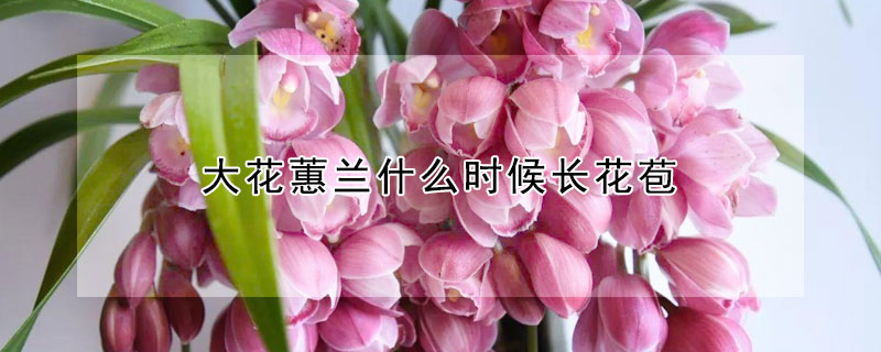 大花蕙兰什么时候长花苞