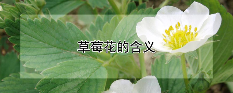 草莓花的含义