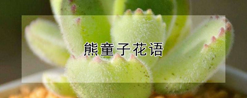 熊童子花语