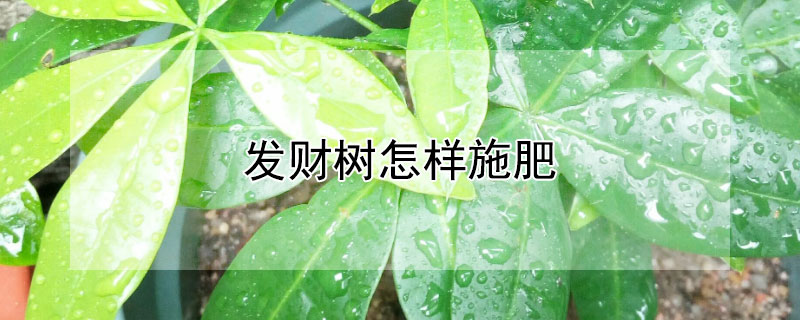 发财树怎样施肥