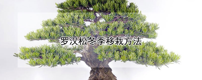 罗汉松冬季移栽方法