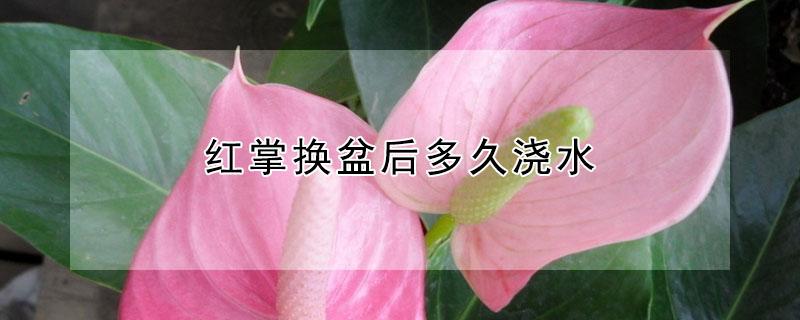 红掌换盆后多久浇水