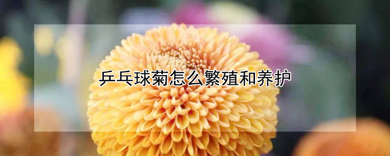 乒乓球菊怎么繁殖和养护（乒乓菊怎样繁殖方法）