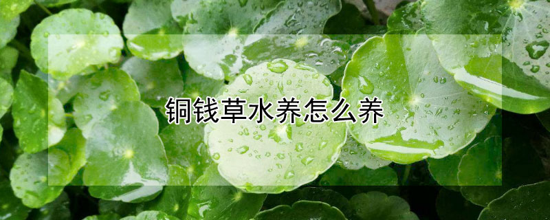 铜钱草水养怎么养