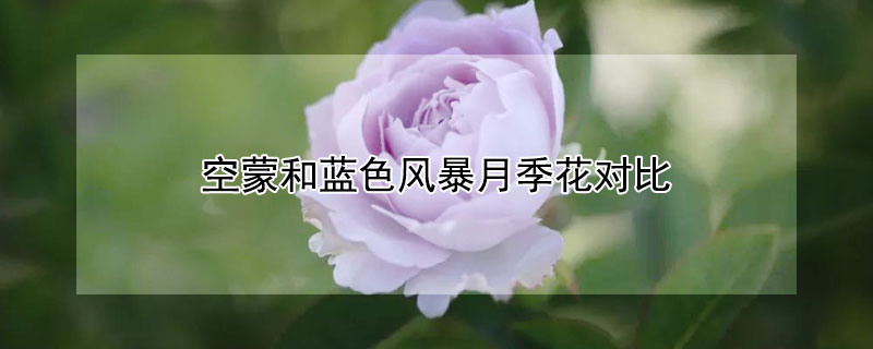 空蒙和蓝色风暴月季花对比