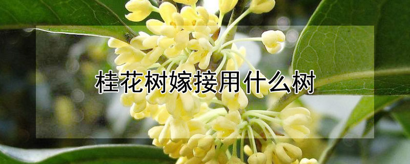 桂花树嫁接用什么树