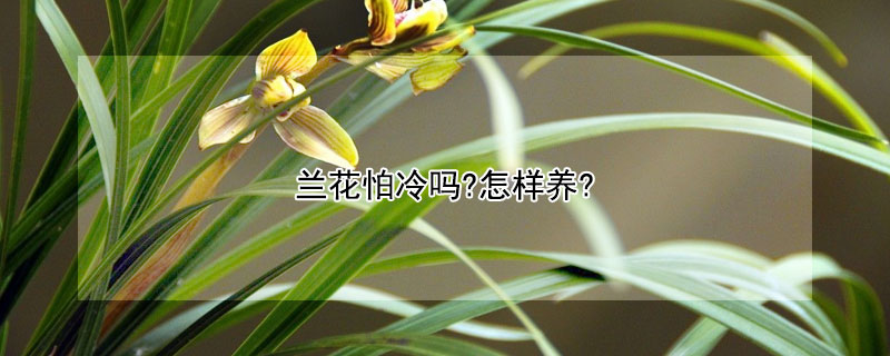 兰花怕冷吗?怎样养?