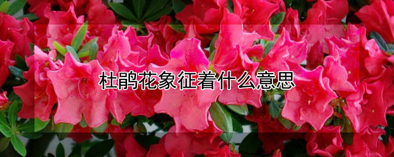 杜鹃花象征着什么意思（杜鹃花寓意着什么意思）