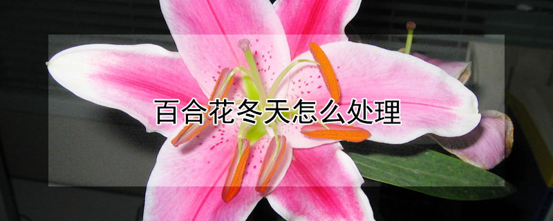 百合花冬天怎么处理