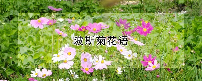 波斯菊花语（剑叶波斯菊花语）