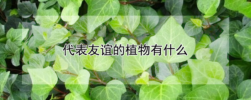 代表友谊的植物有什么