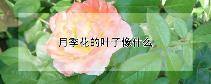 月季花的叶子像什么