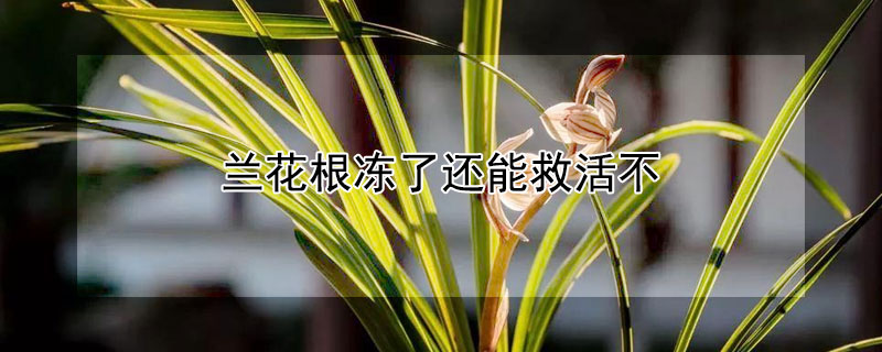 兰花根冻了还能救活不