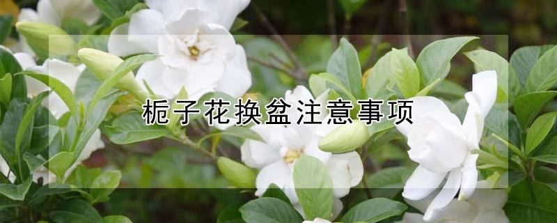 栀子花换盆注意事项