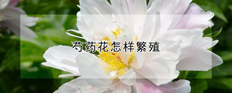 芍药花怎样繁殖