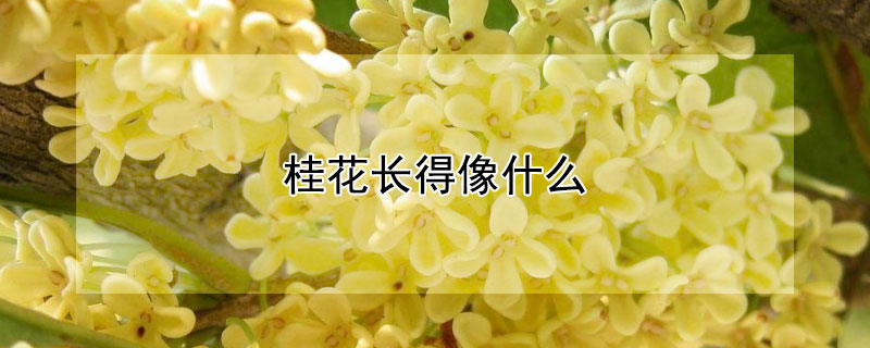 桂花长得像什么