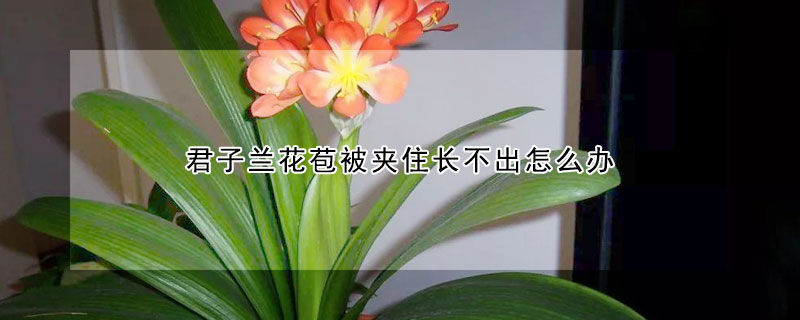 君子兰花苞被夹住长不出怎么办