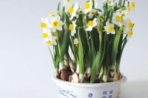 水仙花怎么养用什么水