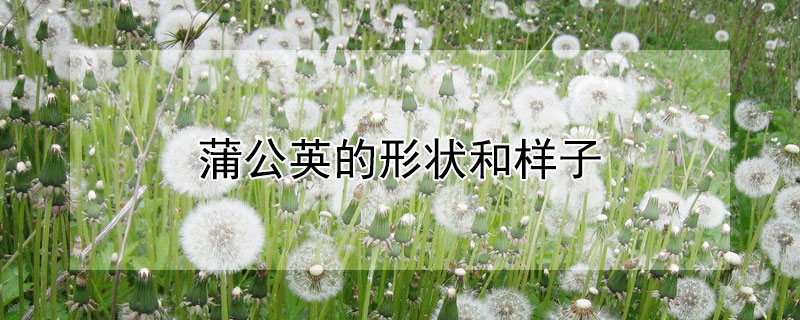 蒲公英的形状和样子