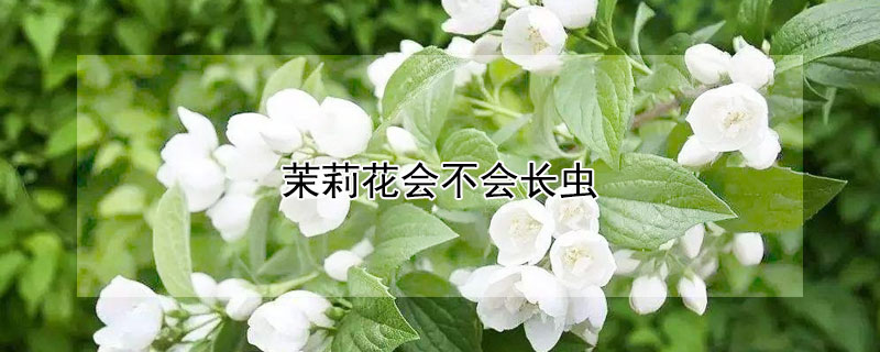 茉莉花会不会长虫（茉莉花会长虫子吗）