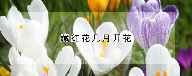 藏红花几月开花