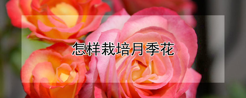 怎样栽培月季花 怎么栽培月季花