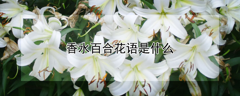 香水百合花语是什么（香水百合花语是什么意思）