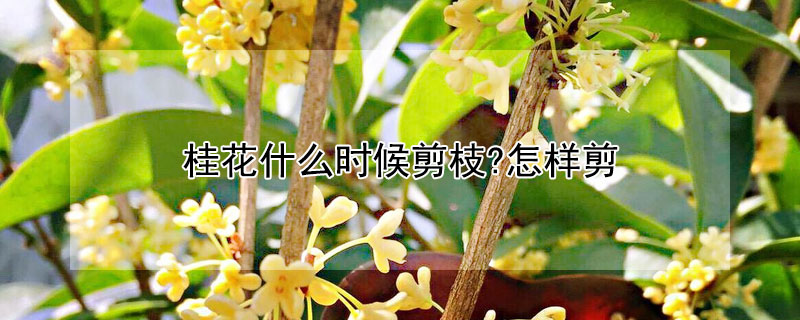 桂花什么时候剪枝?怎样剪