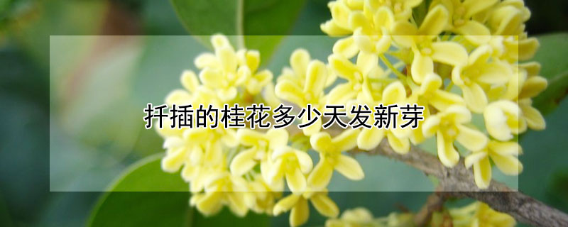 扦插的桂花多少天发新芽 桂花新栽几天能发芽