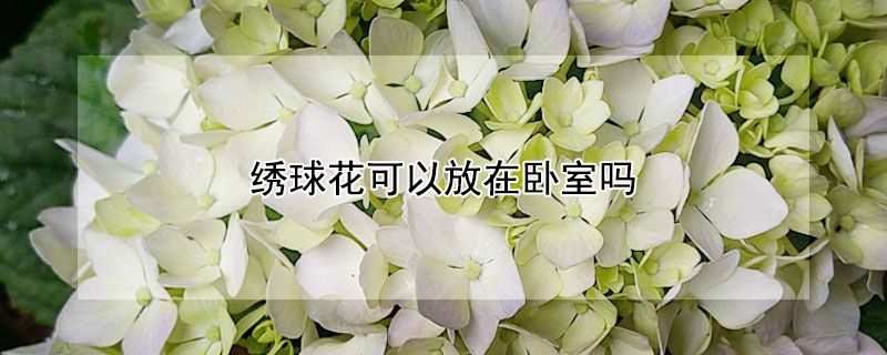 绣球花可以放在卧室吗