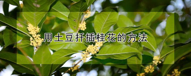 用土豆扦插桂花的方法