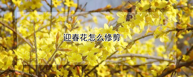 迎春花怎么修剪