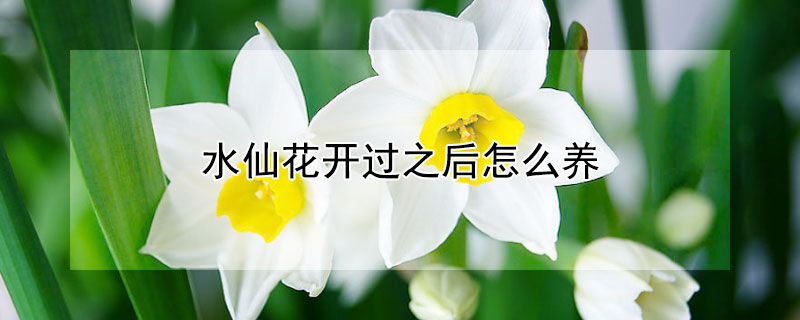 水仙花开过之后怎么养 水仙开完花以后怎么养