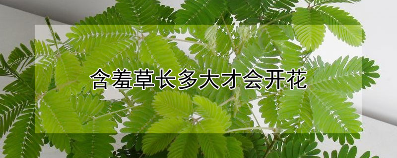 含羞草长多大才会开花