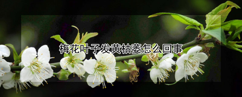 梅花叶子发黄枯萎怎么回事