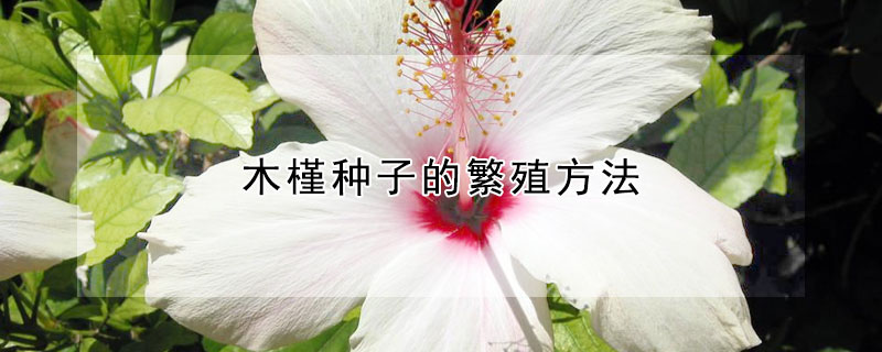 木槿种子的繁殖方法 木槿花播种繁殖方法