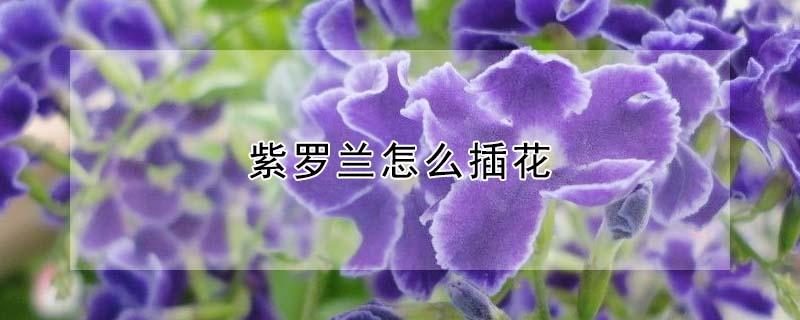 紫罗兰怎么插花