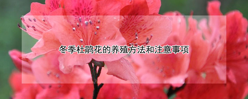 冬季杜鹃花的养殖方法和注意事项